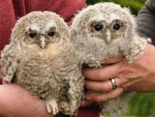 ANIMA- Adopt a Tawny owl
